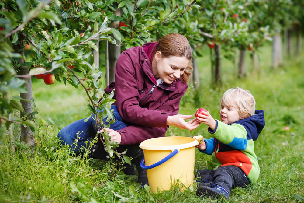 Apfelbäume machen mehr als 80 Prozent der Obstbäume im Alten Land aus.