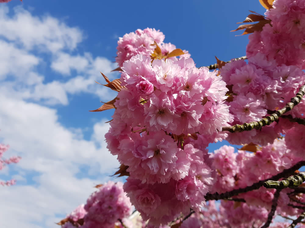 Altländer Blütenfest | Wann: Sa. 04.05.2019 bis So. 05.05.2019