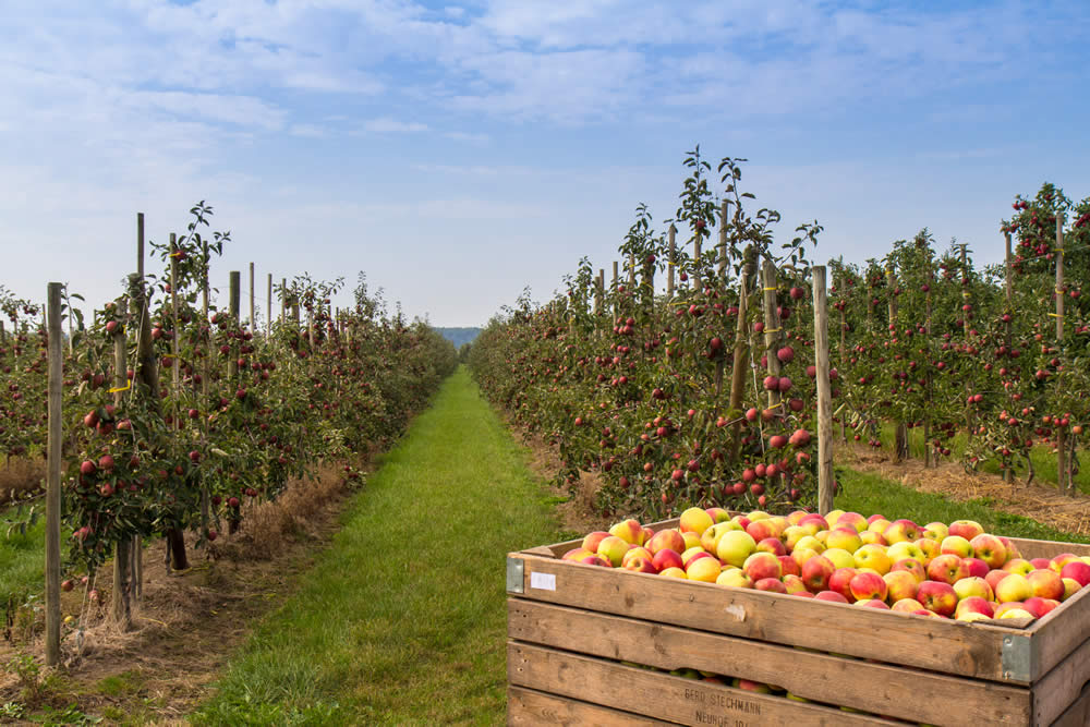 Die schhöne Apfel-Erntezeit von August bis Oktober im Alten Land