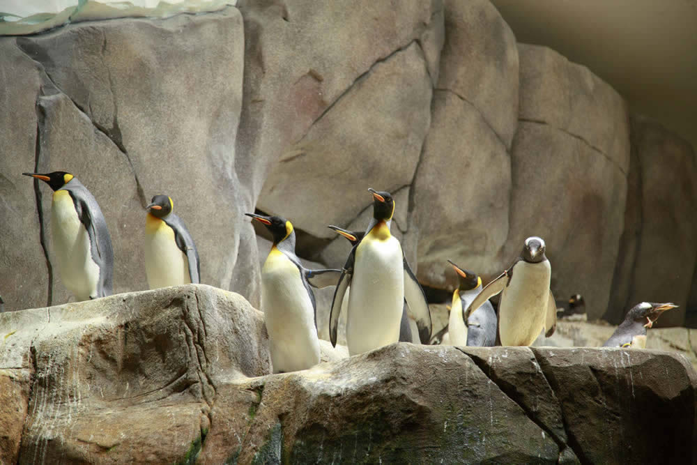 Mehr als 1850 Tiere aus allen Kontinenten können Besucher im Tierpark Hagenbeck hautnah erleben.