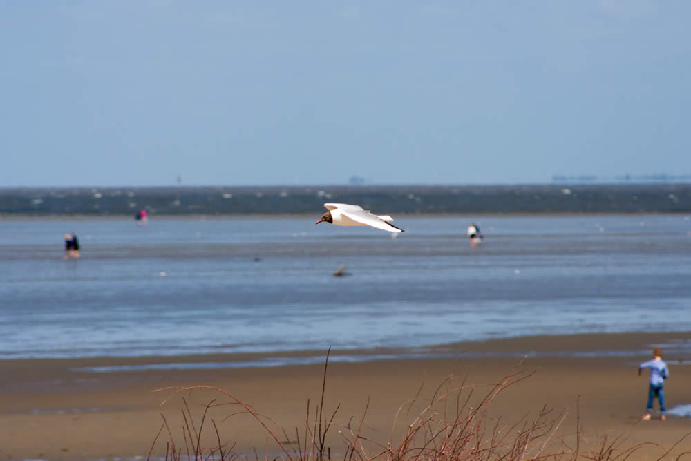 Wattwandern in Cuxhaven