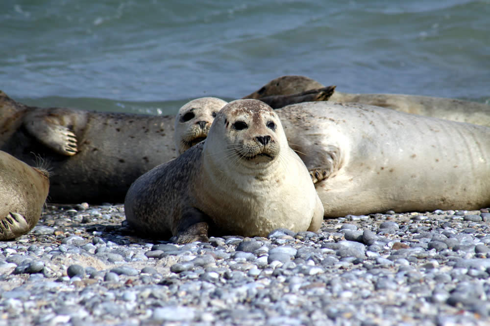 Seehunde in Helgoland