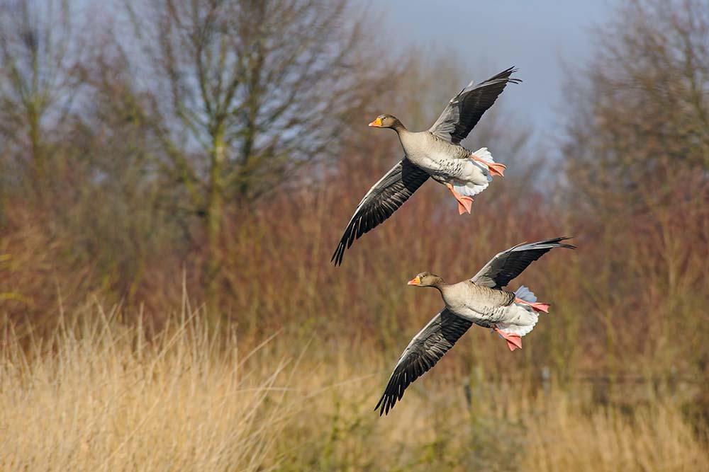 Natururlaub pur im Kehdinger Land