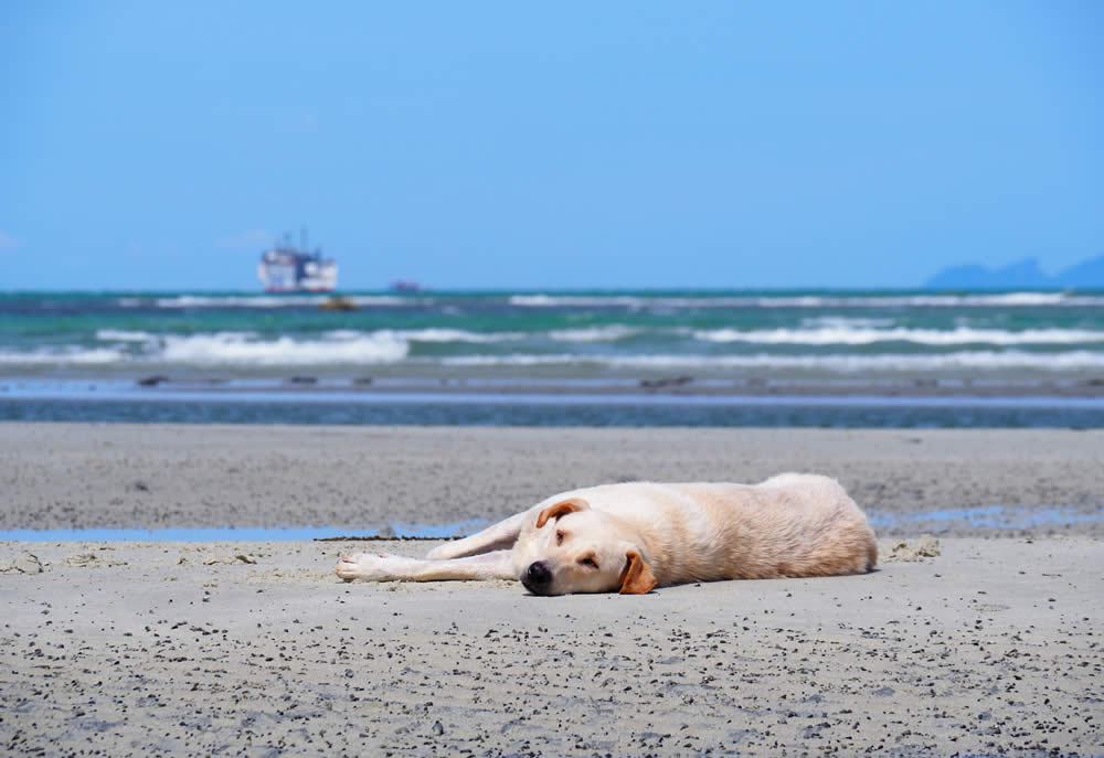 Traumurlaub mit Hund