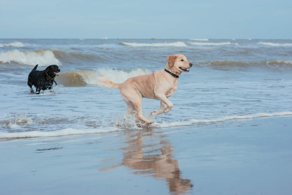 Für Ihren Urlaub mit Hund ist sogar in Krautsand ein Hundestrand vorhanden.