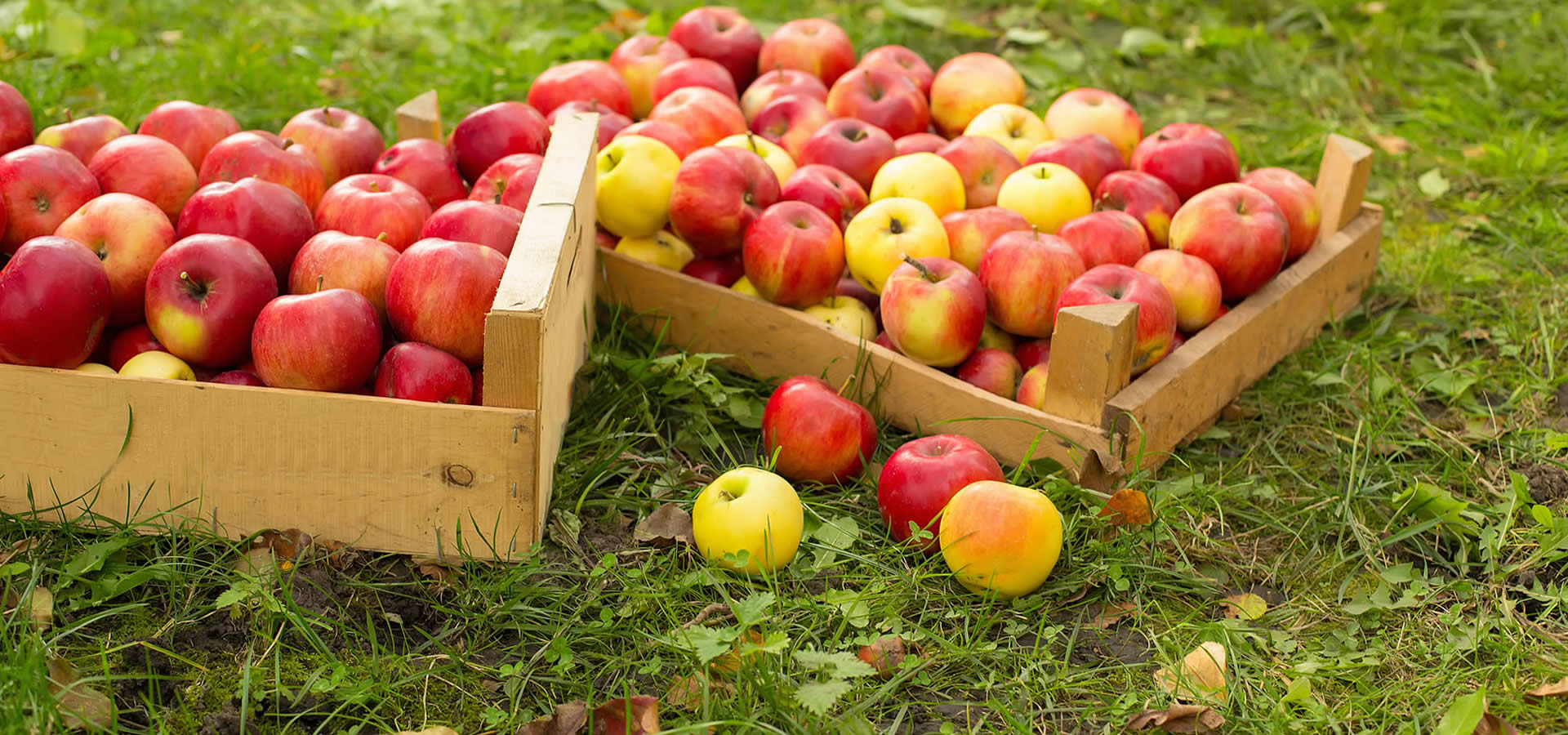 Leckere Äpfel und mehr Kernobst aus dem Alten Land