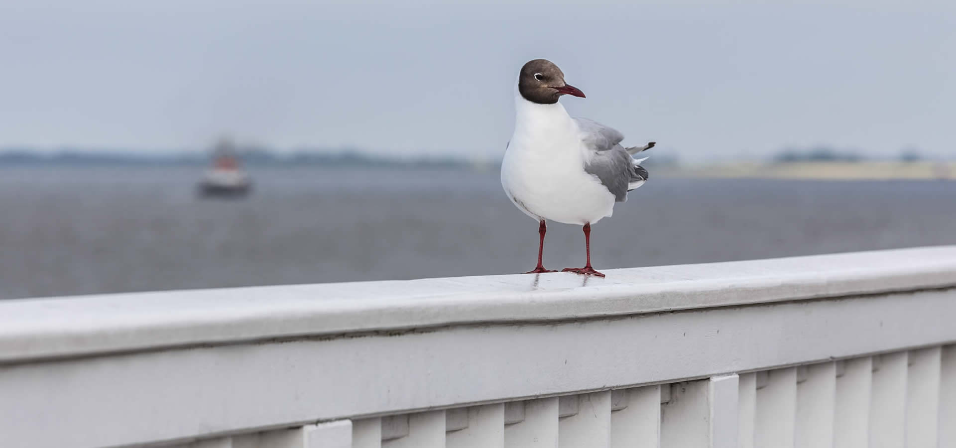 Ein unvergessliche Urlaub am die Nordsee