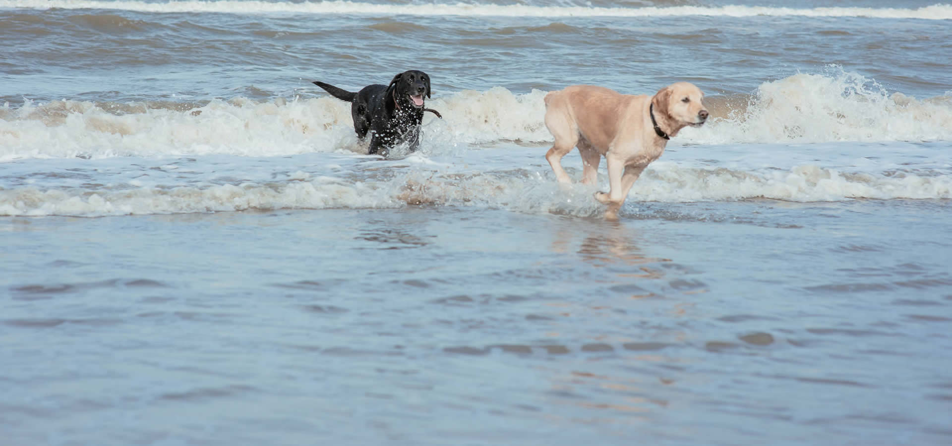 Beliebte Reiseziele mit Hund auf www.altesland-entdecken.de finden