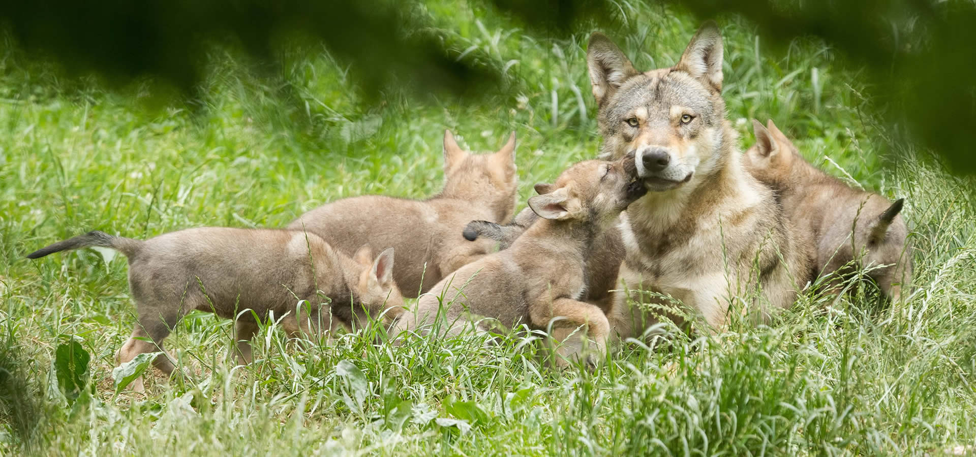 Familien- und Baby-Zoo in der Wingst mit Fokus auf Tieren der Wälder der Welt